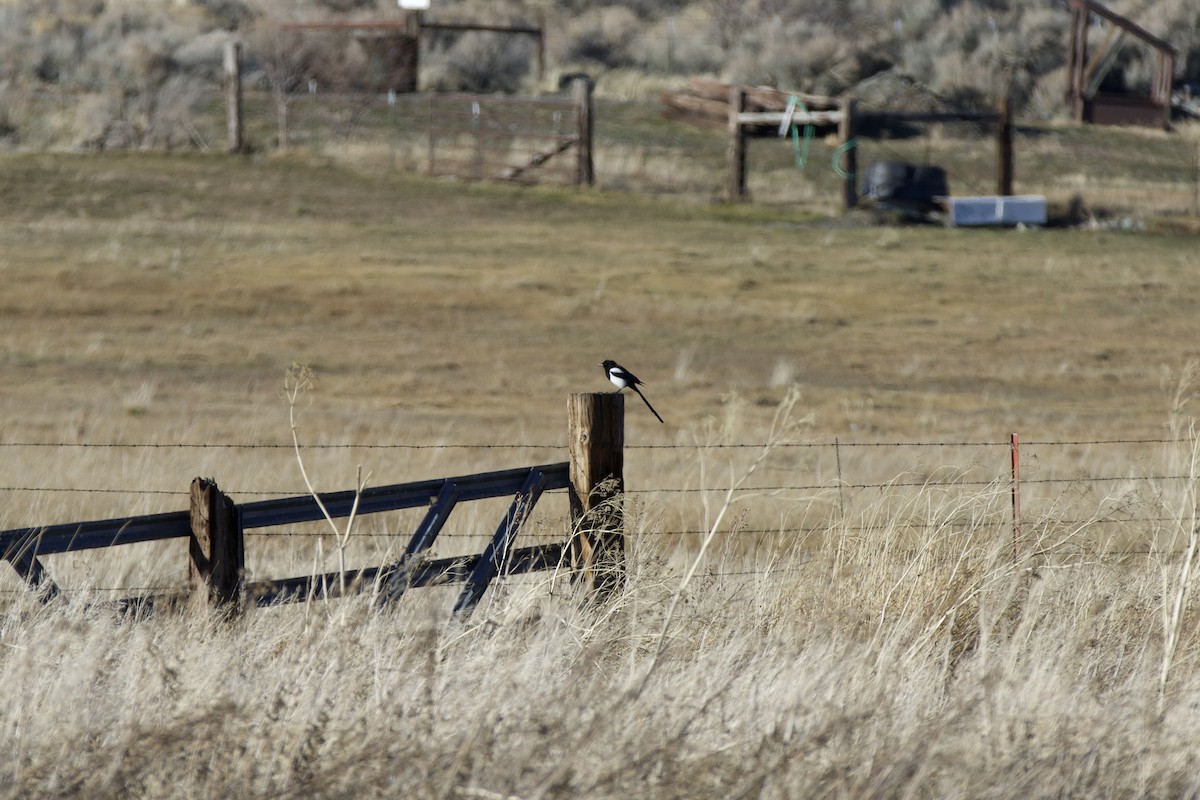 Сорока канадська - ML647838031