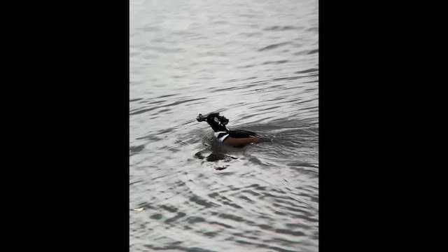 Капюшоновый крохаль - ML647838067