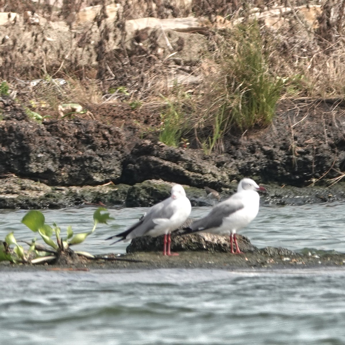 ズアオカモメ - ML647838105