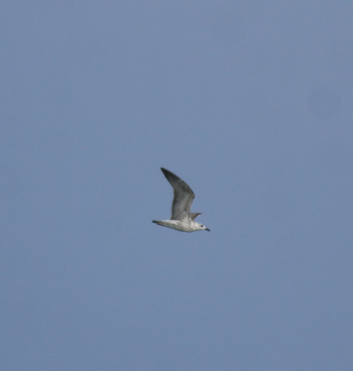 Lesser Black-backed Gull - ML647838125