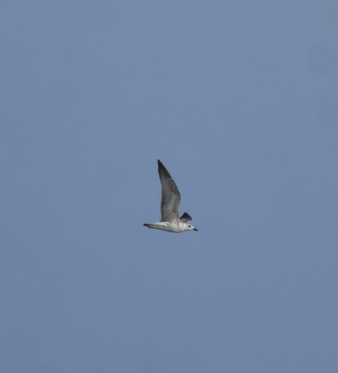 Lesser Black-backed Gull - ML647838127