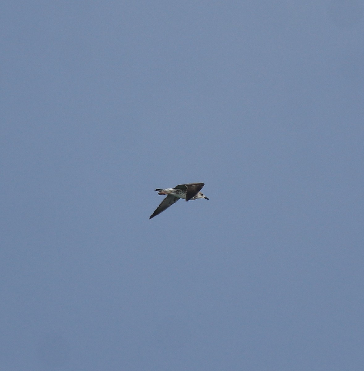 Lesser Black-backed Gull - ML647838129