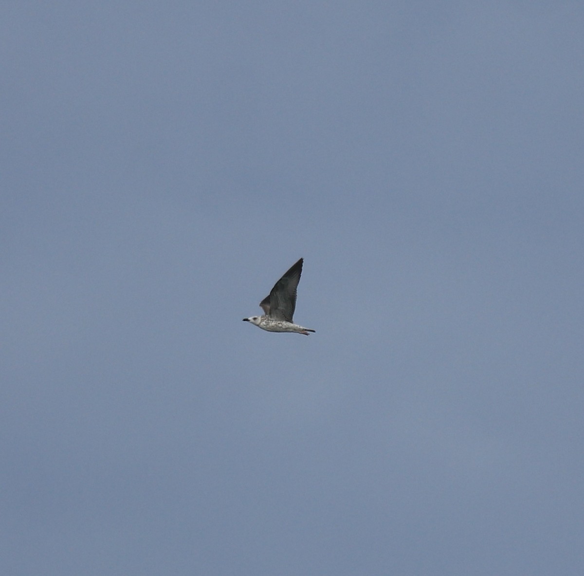 Lesser Black-backed Gull - ML647838131
