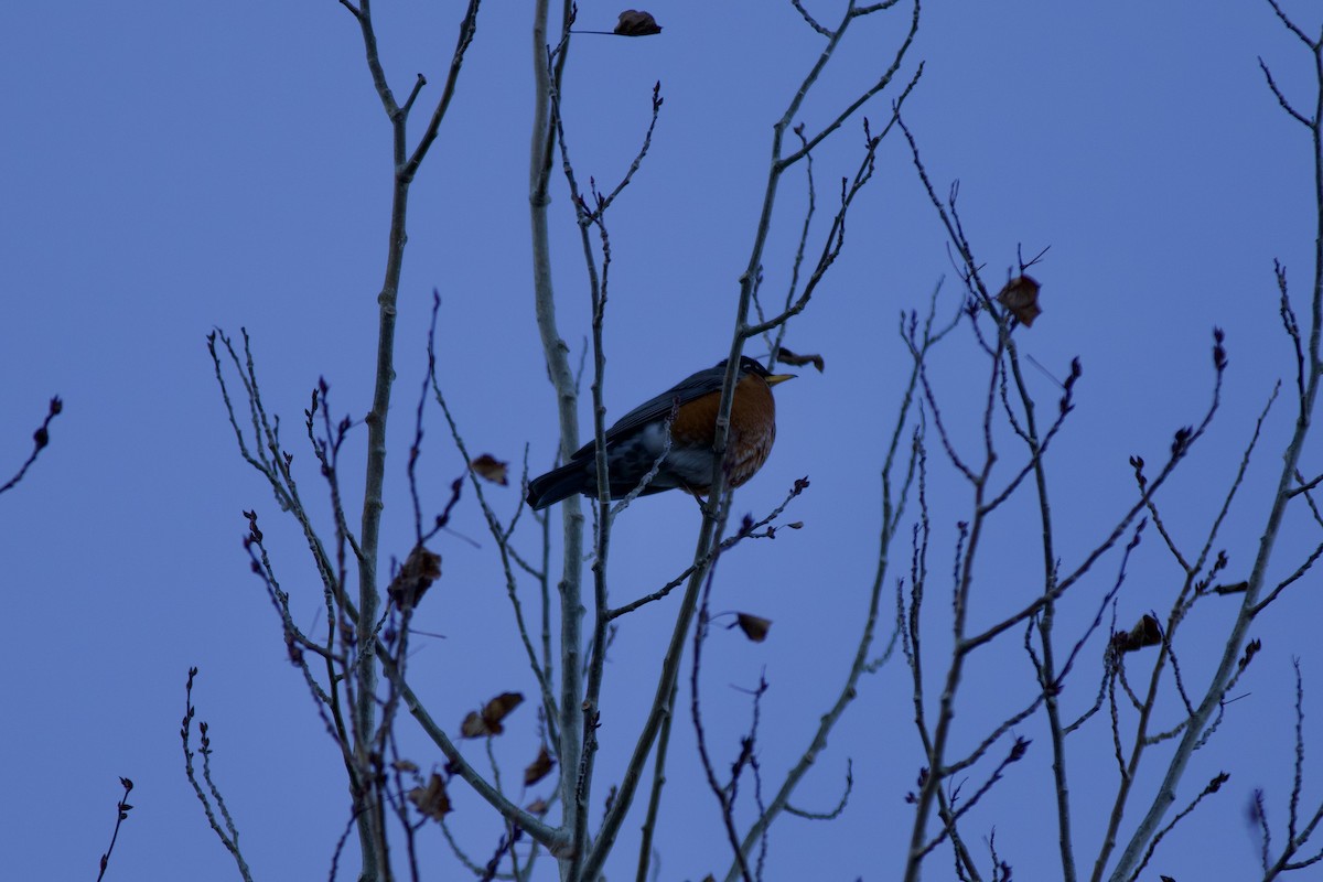 Wanderdrossel - ML647838163