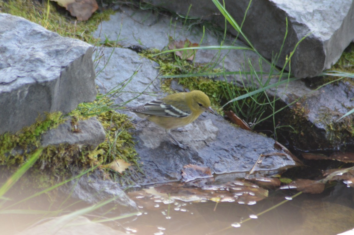 Reinita Castaña - ML647838165