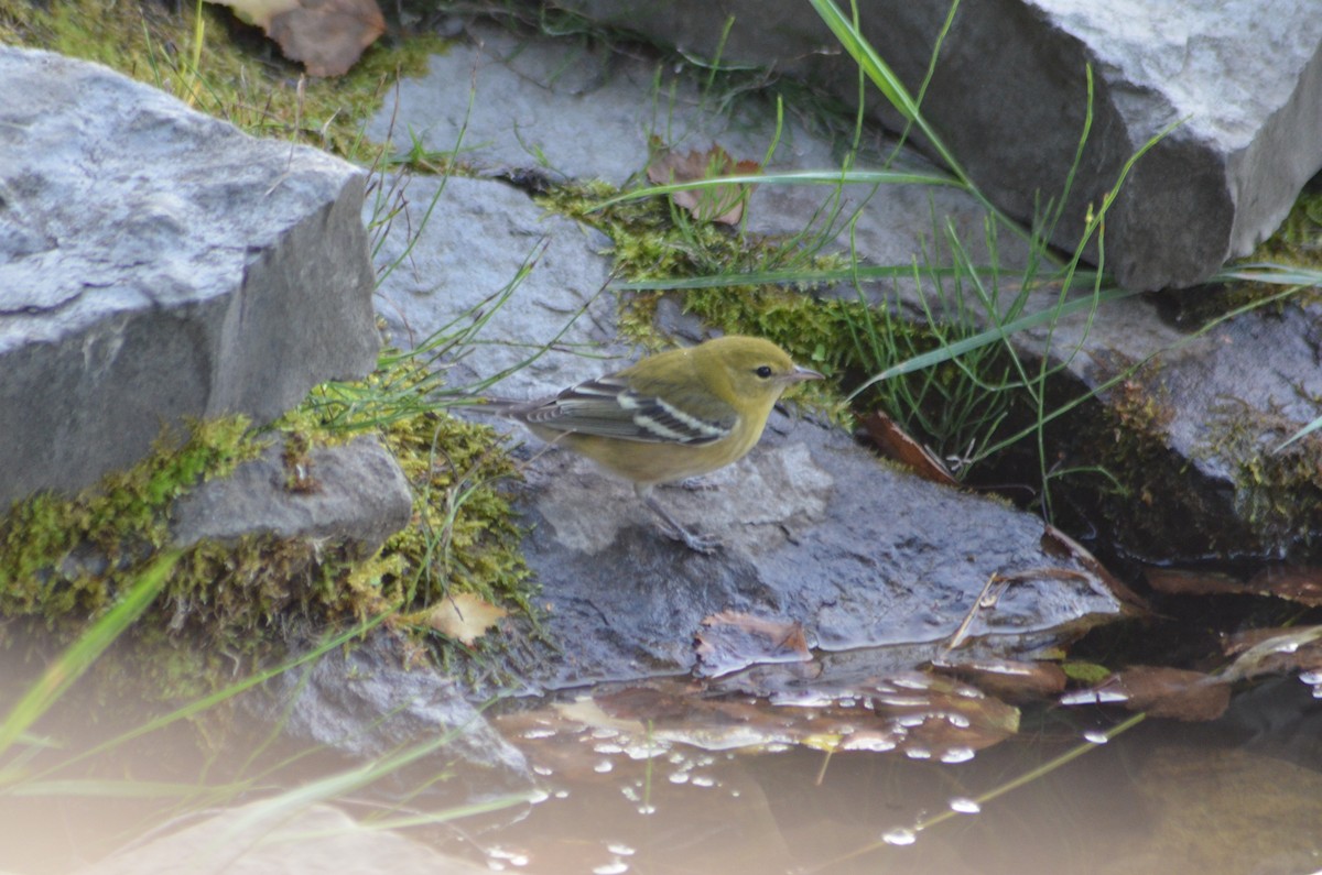 Reinita Castaña - ML647838166