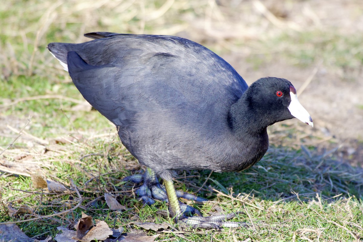 American Coot - ML647838168
