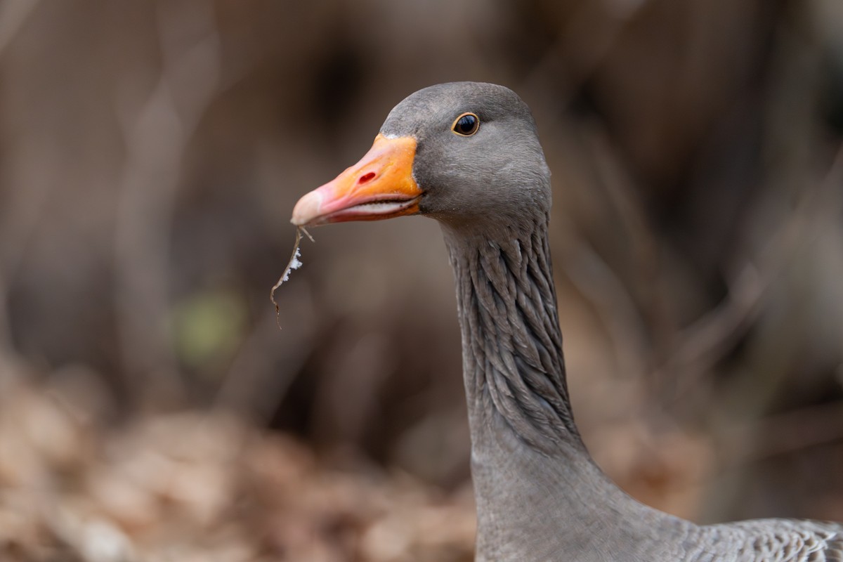Graylag Goose - ML647838179