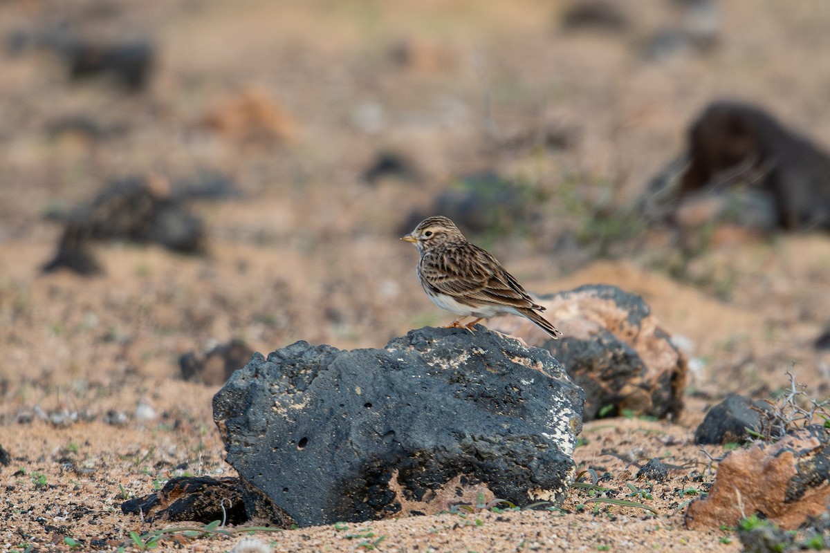 Жайворонок сірий - ML647838183