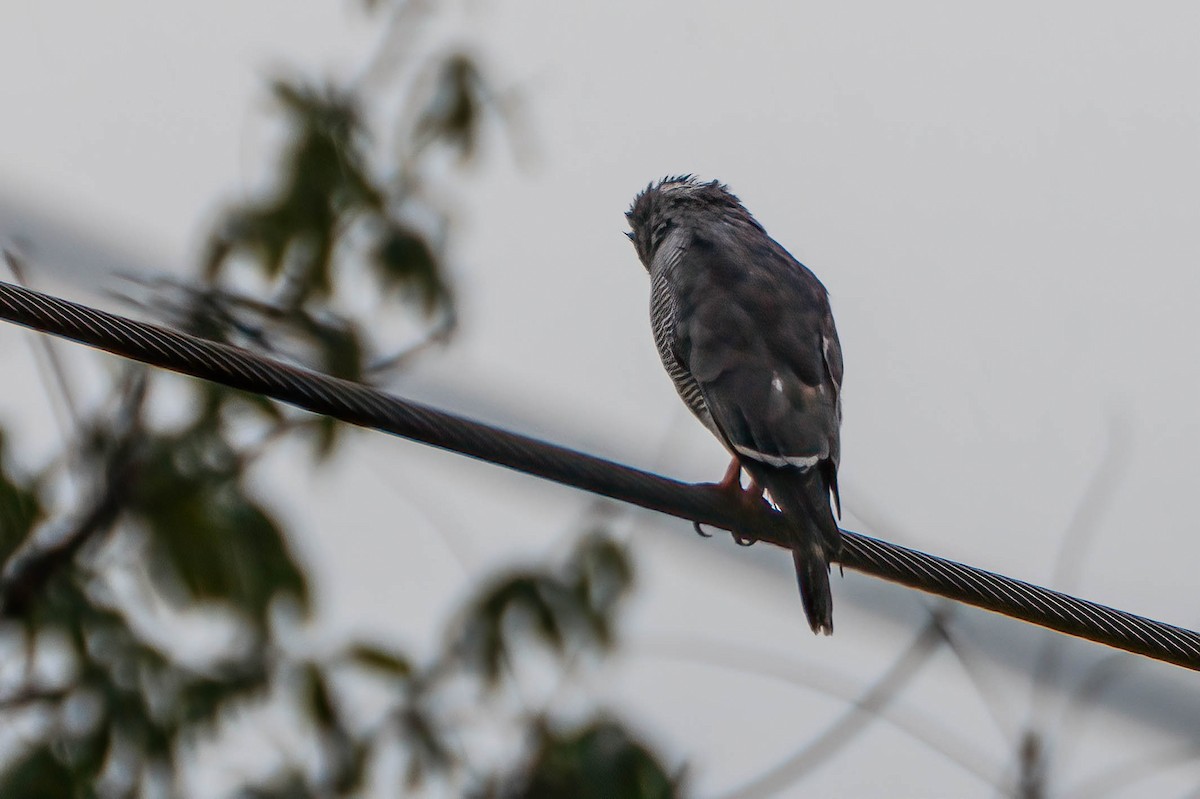 Lizard Buzzard - ML647838195