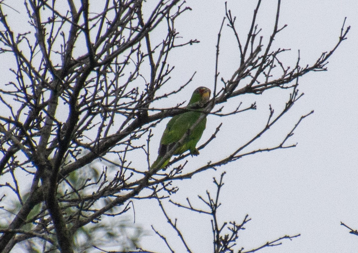 White-fronted Amazon - ML647838219