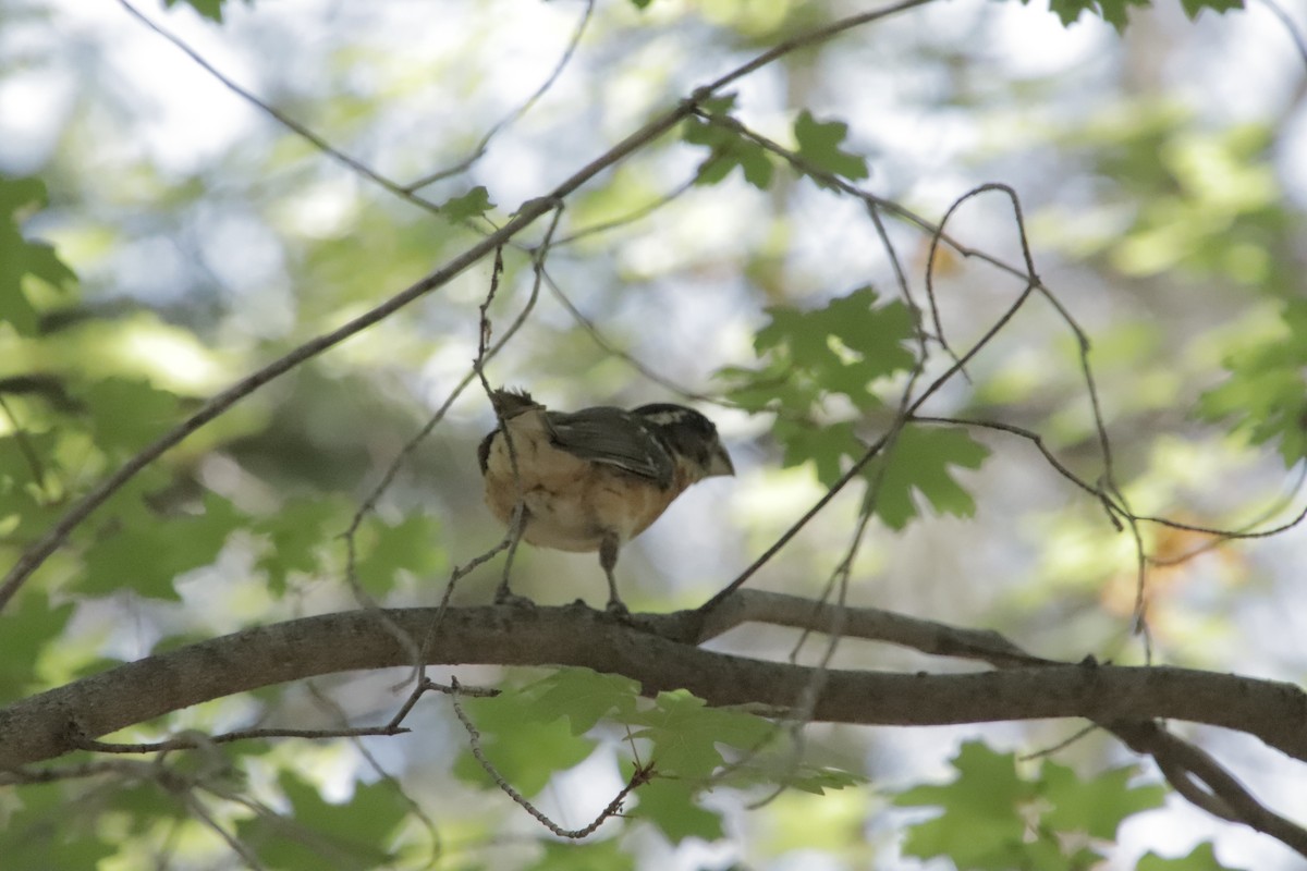 Black-headed Grosbeak - ML647838242