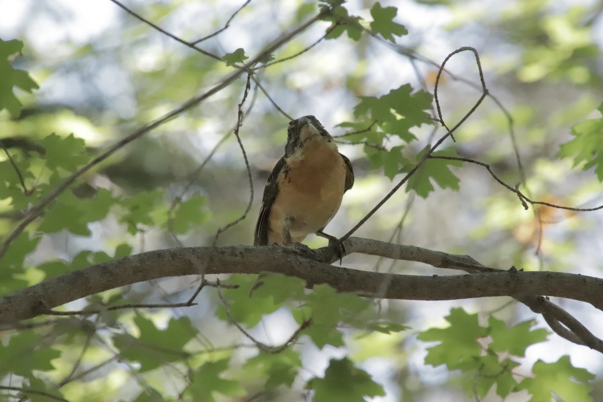 Black-headed Grosbeak - ML647838243