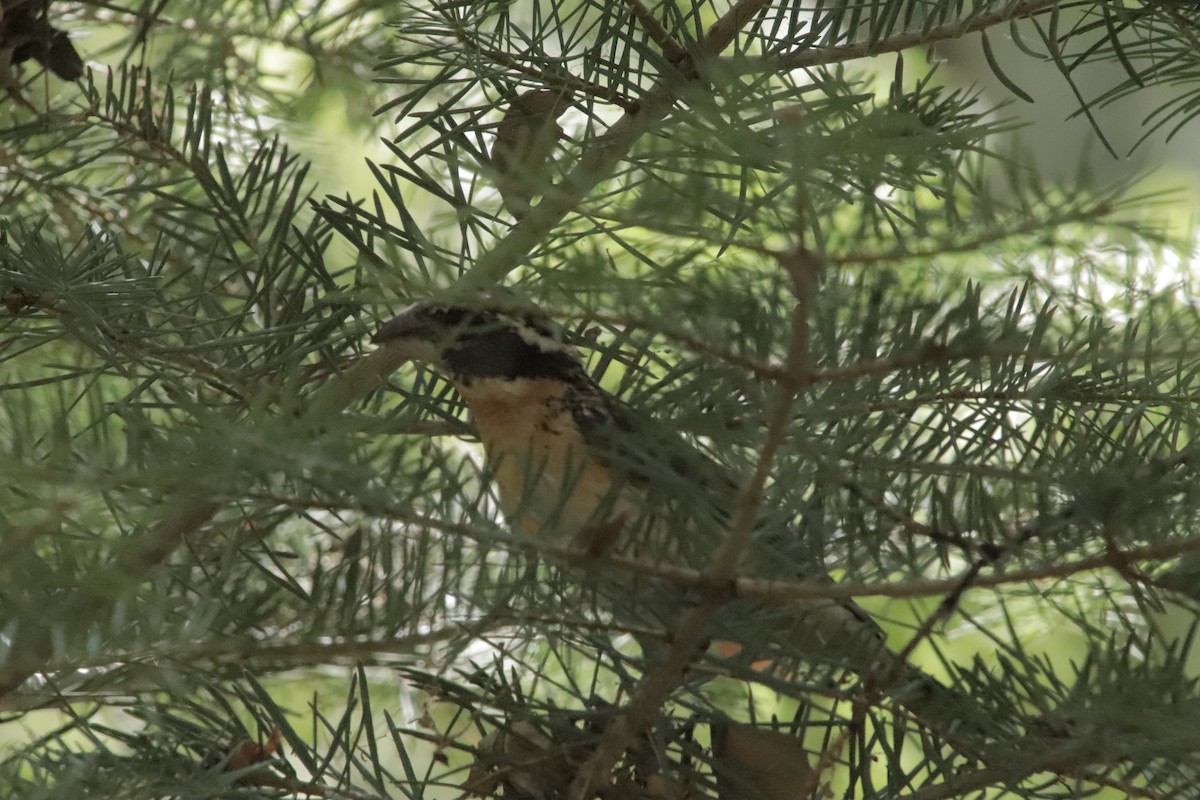 Black-headed Grosbeak - ML647838244