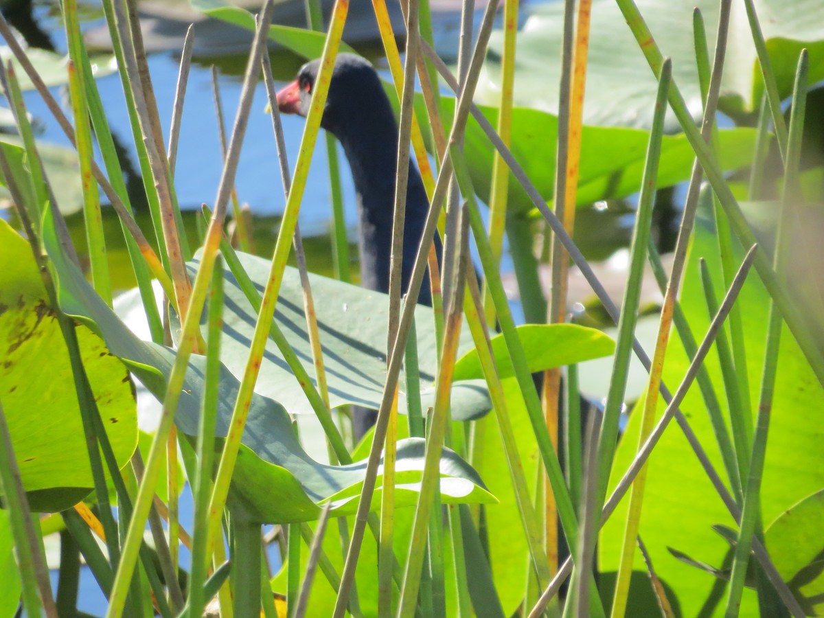 Uroilo urdin amerikarra - ML647838246