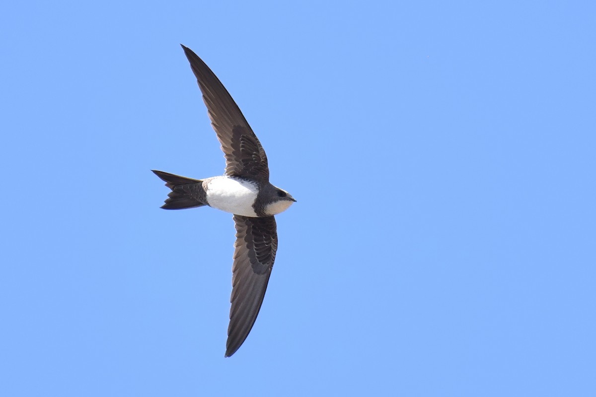 alpeseiler - ML647838271