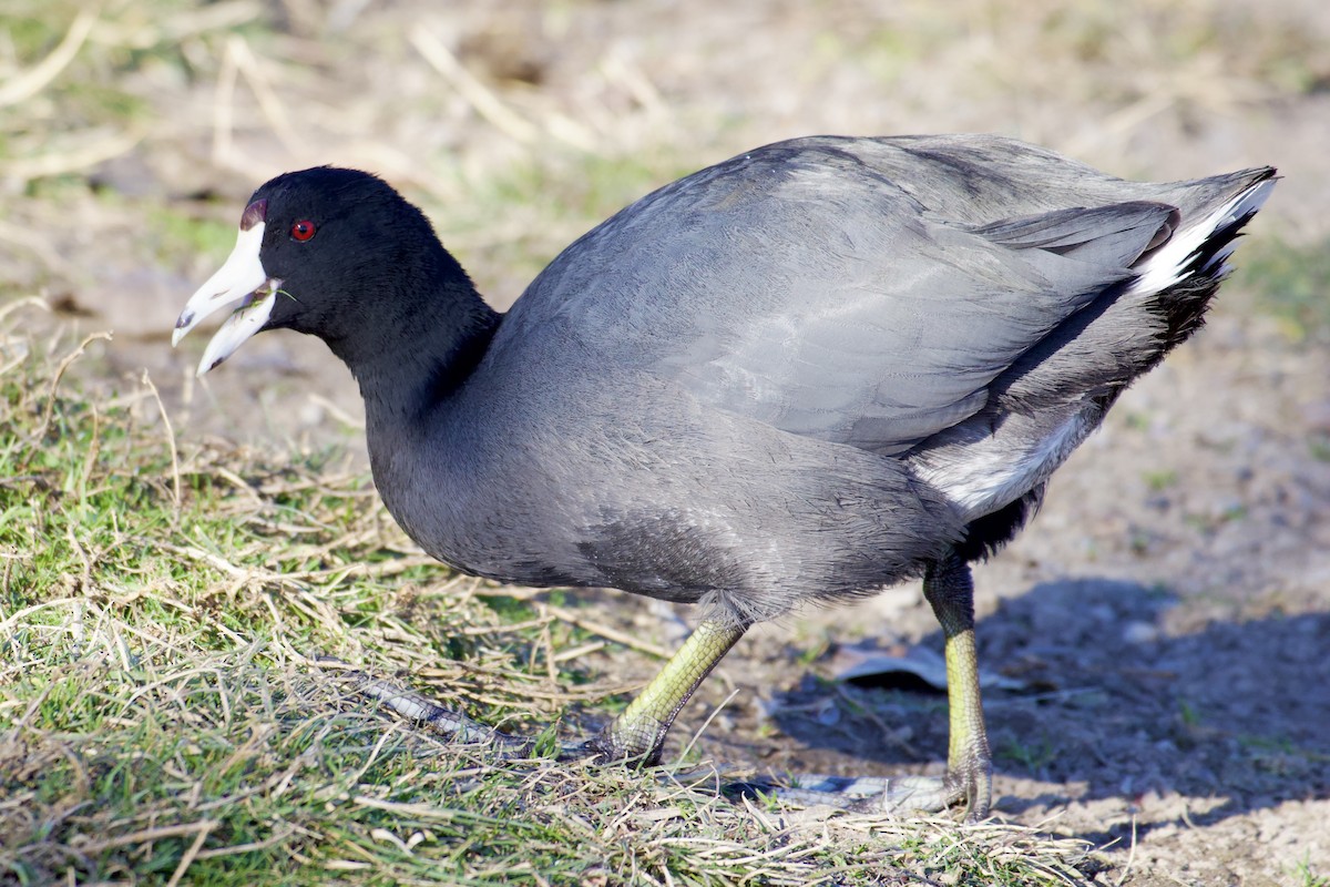 American Coot - ML647838282