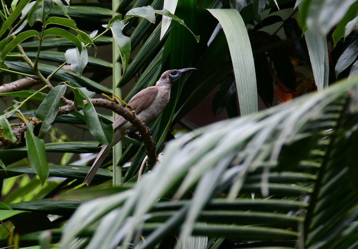 Little Friarbird - ML647838347