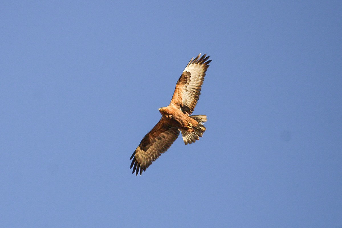 ニシオオノスリ - ML647838354