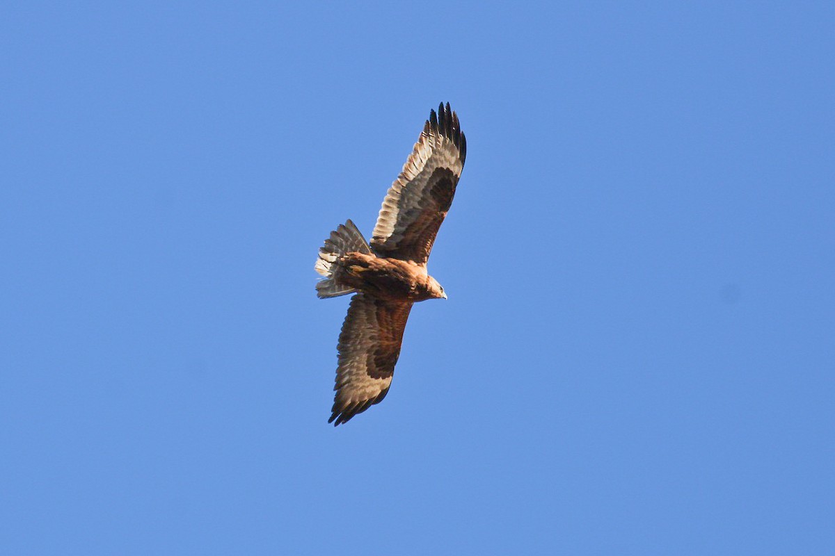 ニシオオノスリ - ML647838355