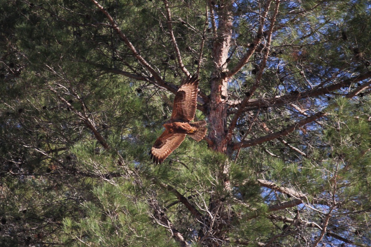 ニシオオノスリ - ML647838357