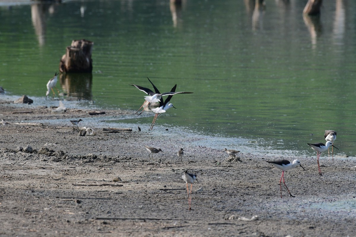 vodouš bahenní - ML647838358