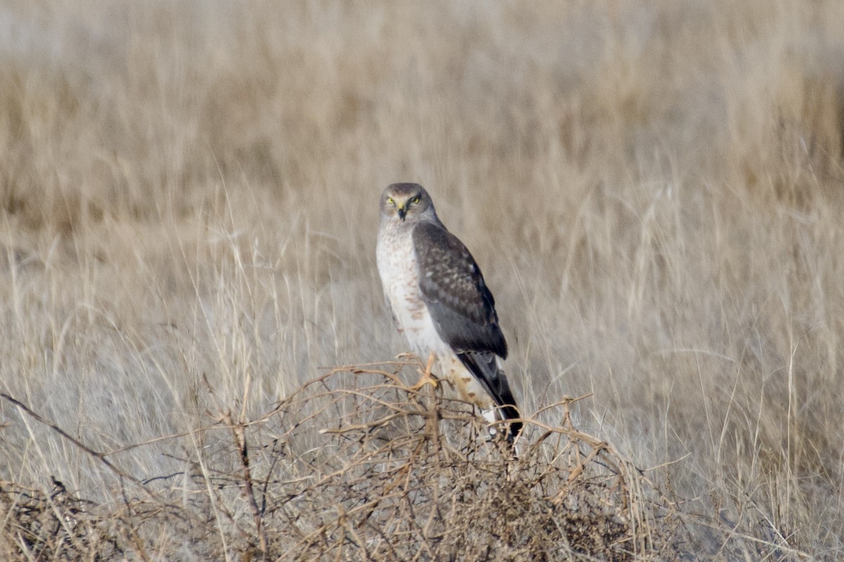 moták severoamerický - ML647838364