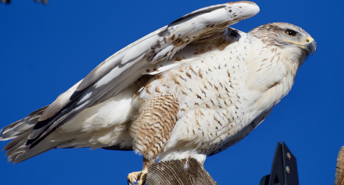 kongevåk - ML647838375