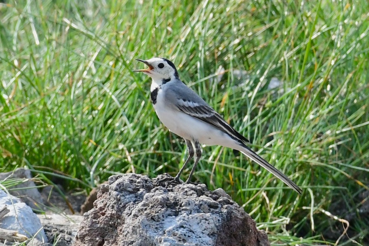 konipas bílý - ML647838377