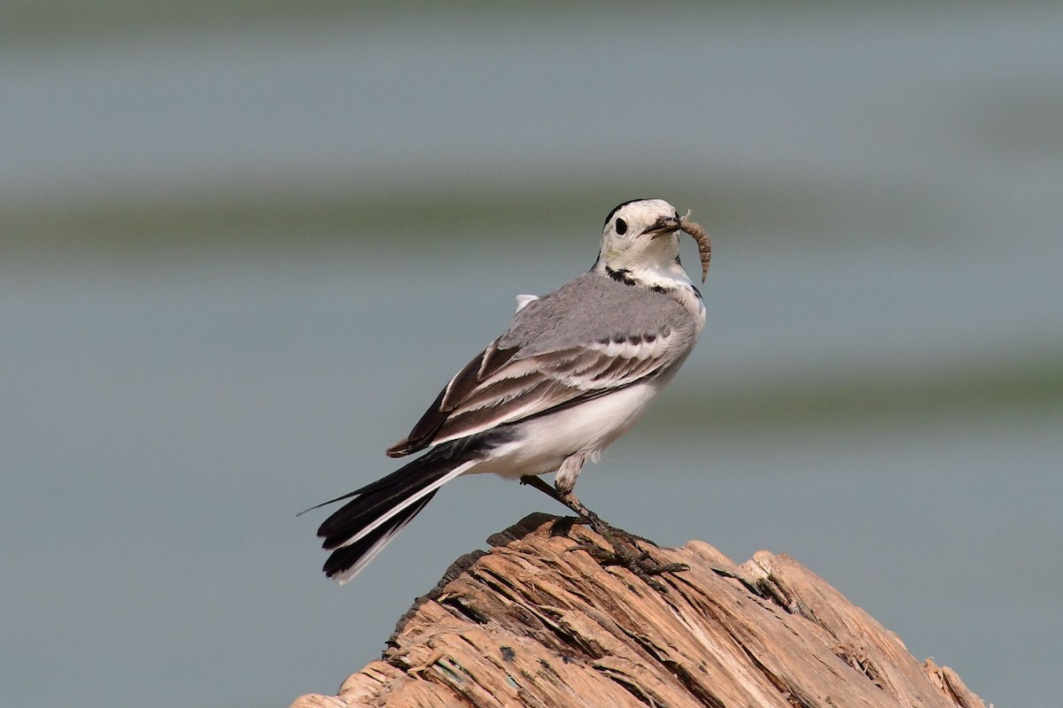 konipas bílý - ML647838378