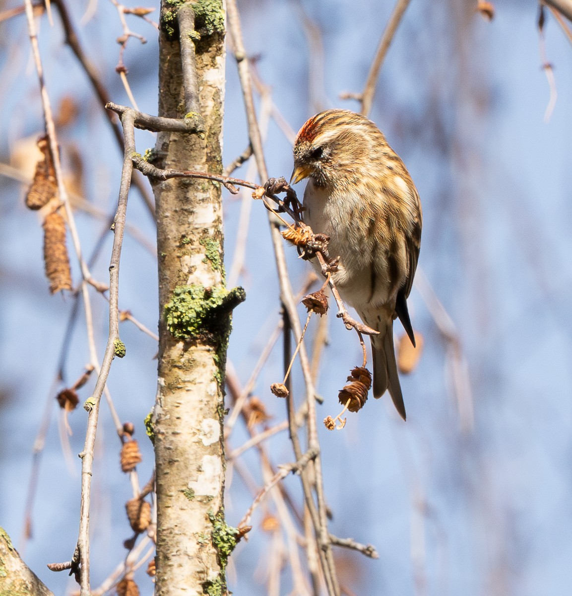 Huş İsketesi (cabaret) - ML647838413
