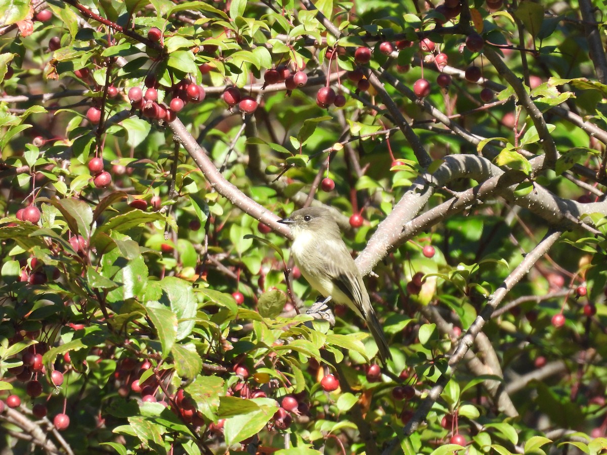 Mosquero Fibí - ML647838431