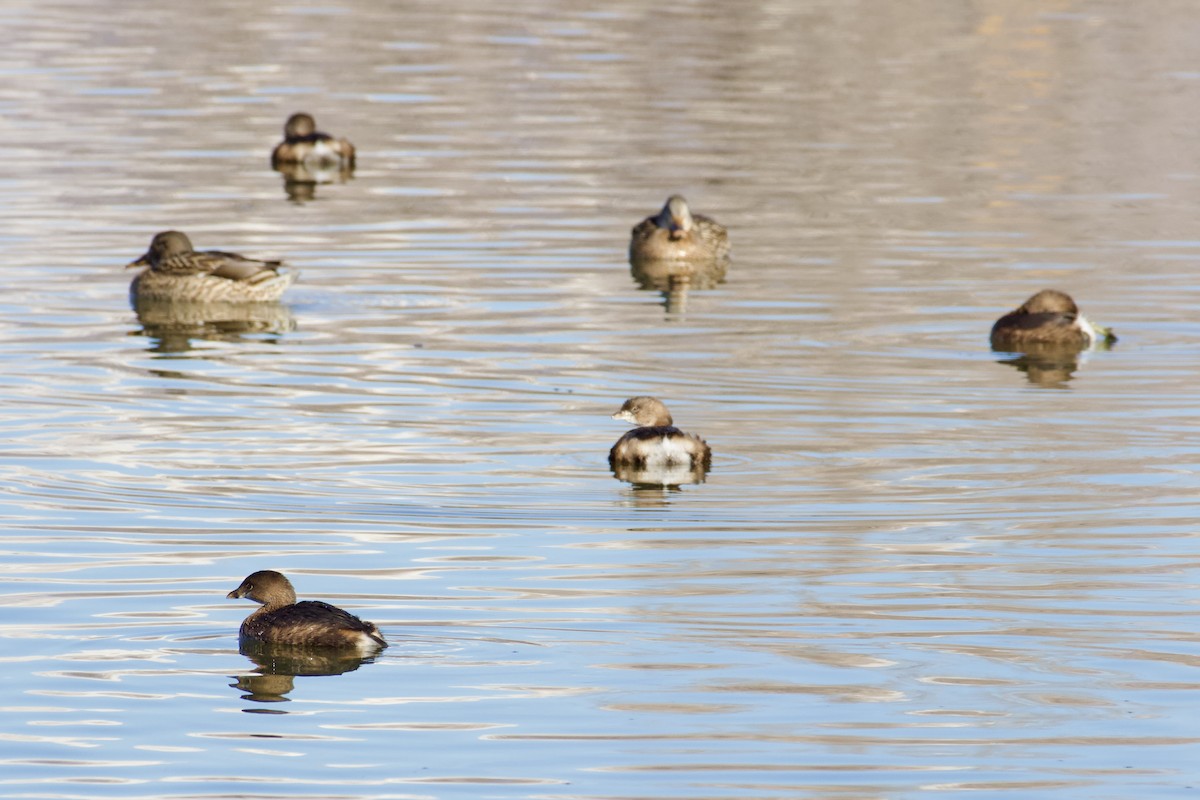 Pied-billed Grebe - ML647838434