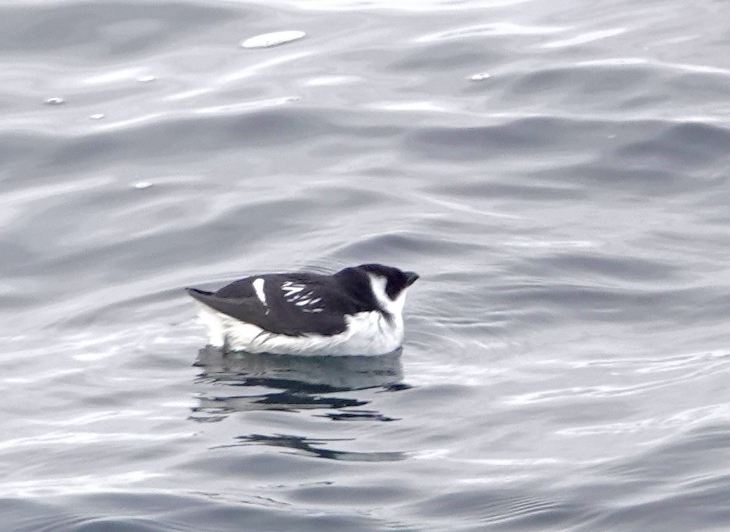 alkekonge - ML647838452