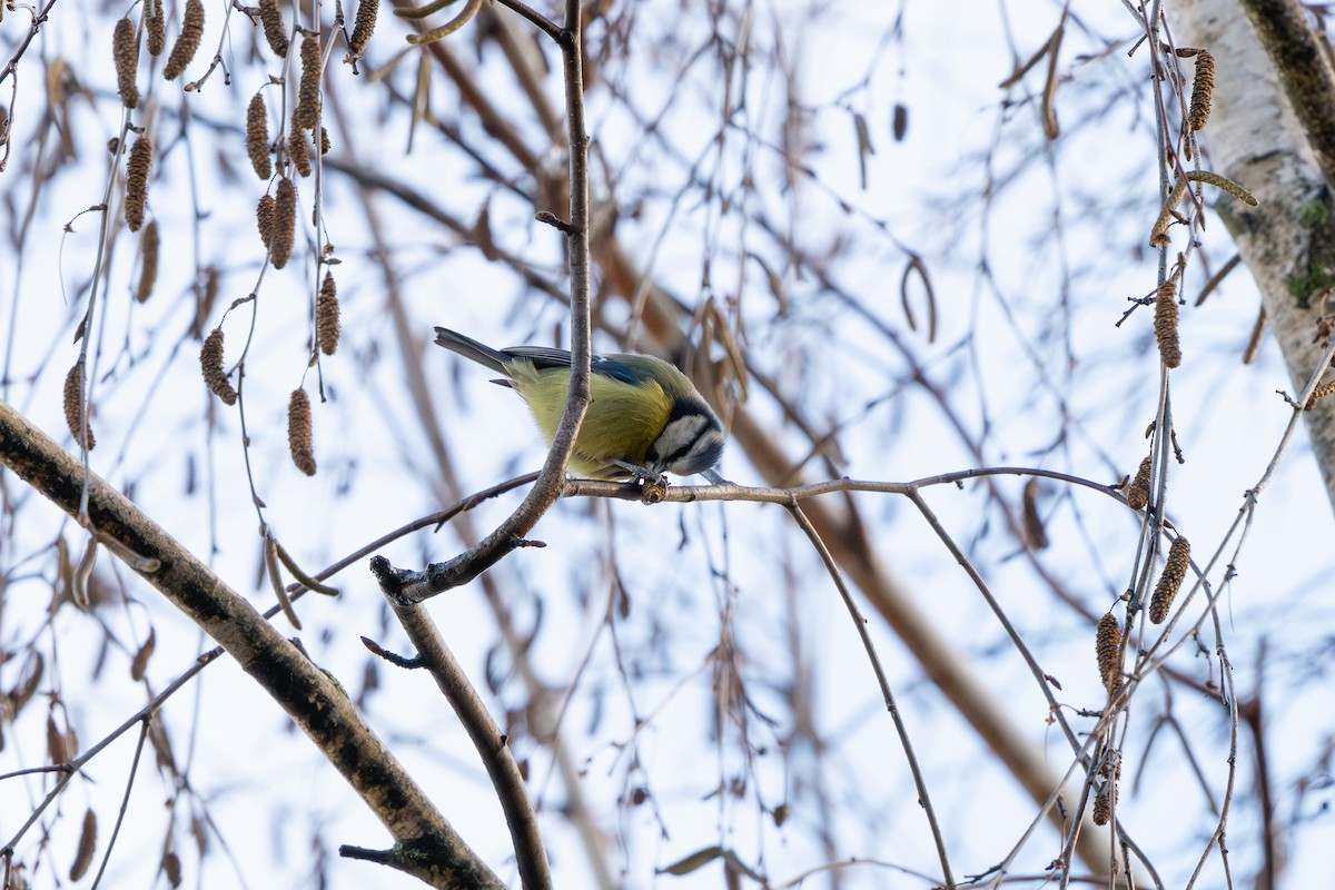 Eurasian Blue Tit - ML647838453