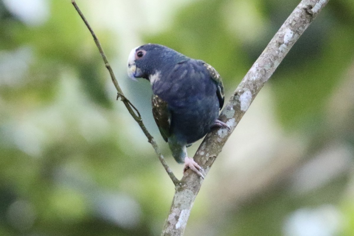 White-crowned Parrot - ML647838489