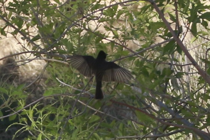 Black Phoebe - ML647838500