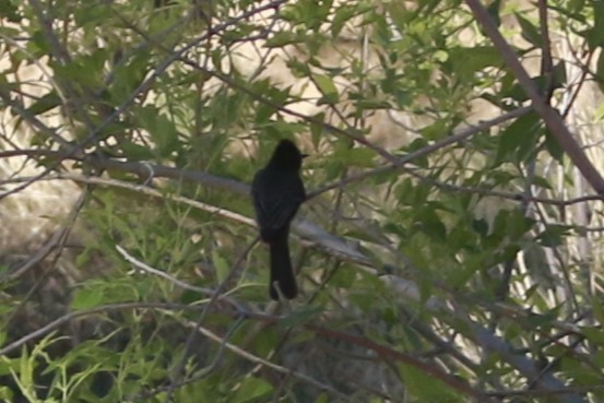 Black Phoebe - ML647838501