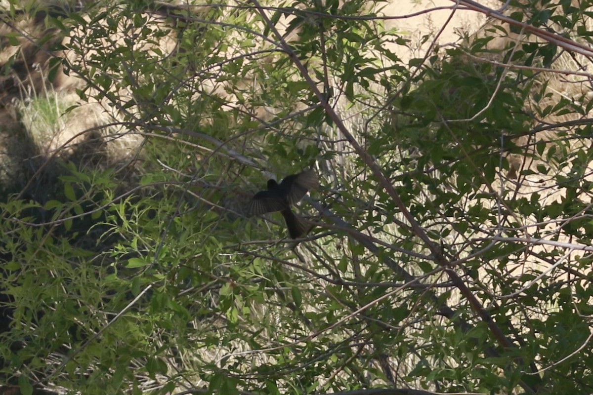 Black Phoebe - ML647838502