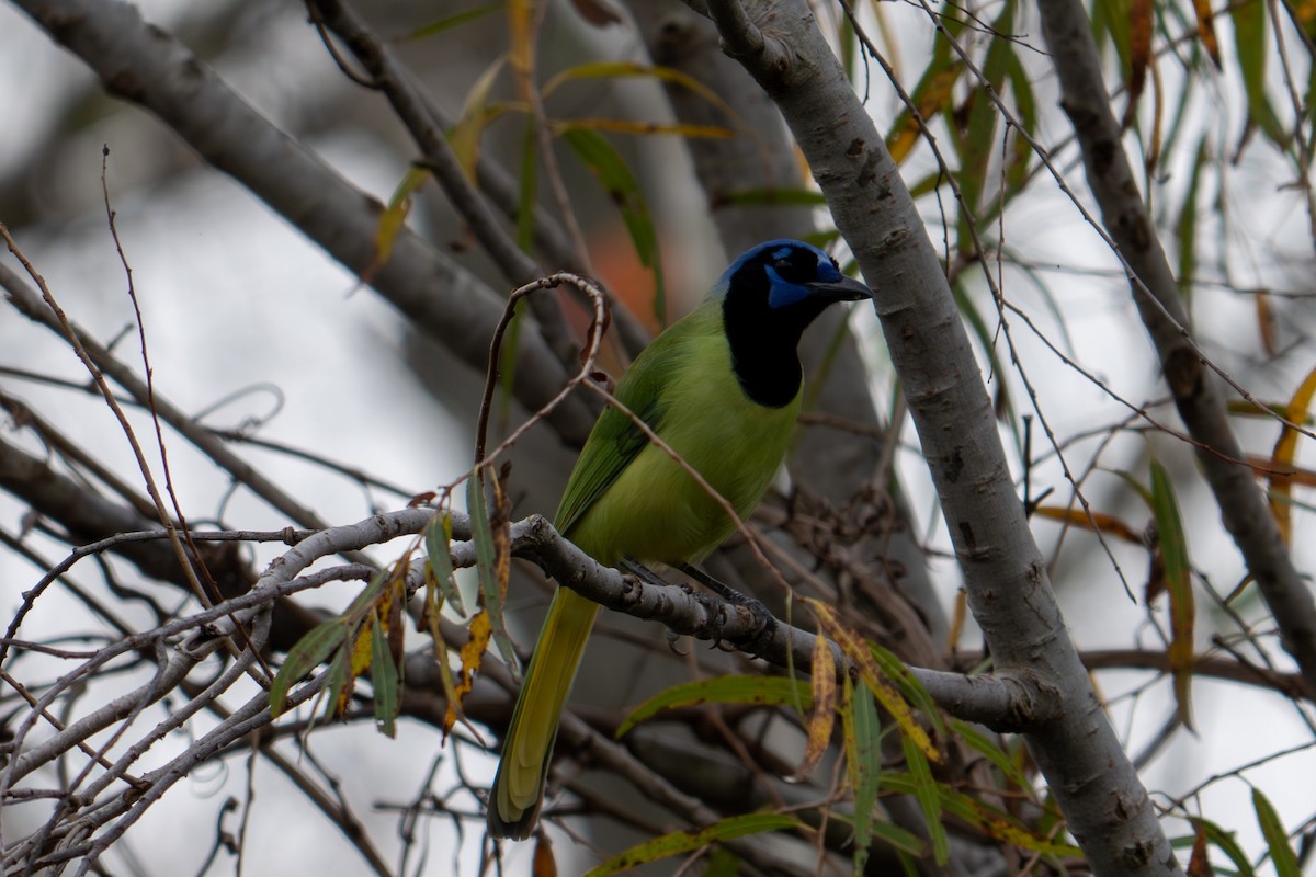 Green Jay - ML647838593