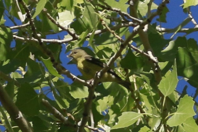 Lesser Goldfinch - ML647838595