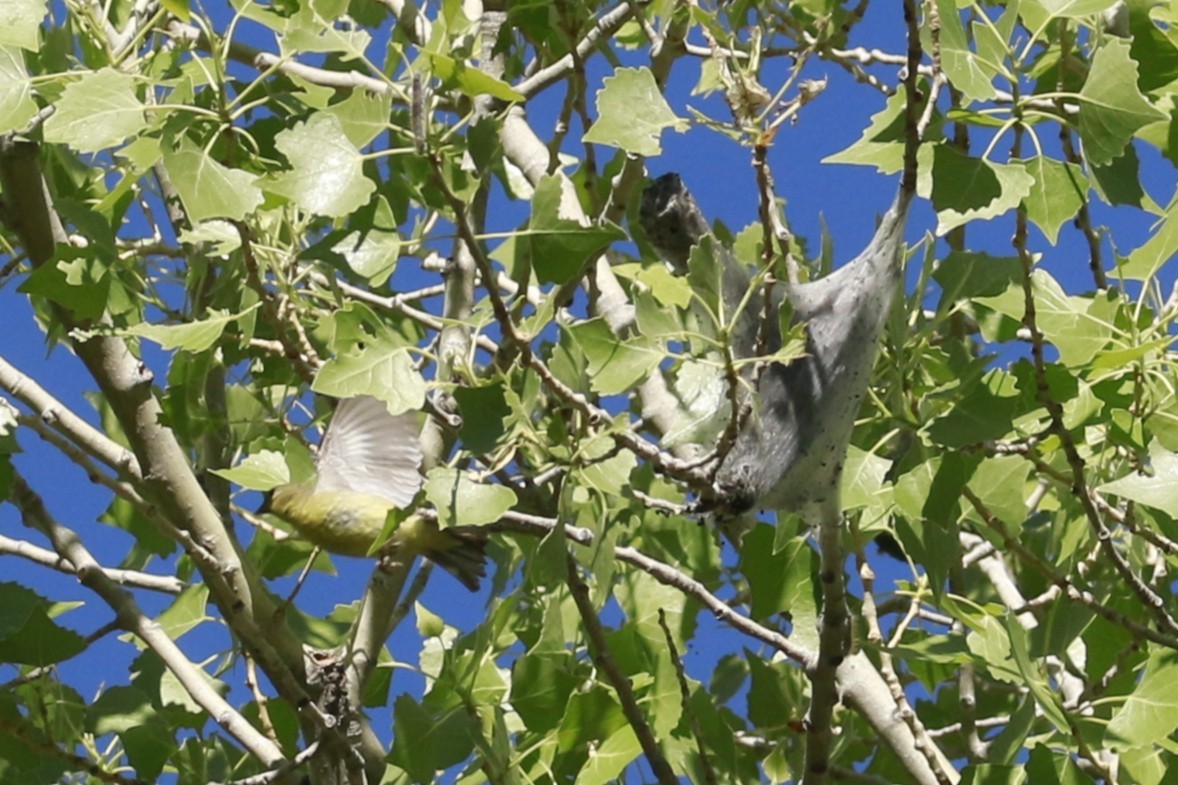 Lesser Goldfinch - ML647838596