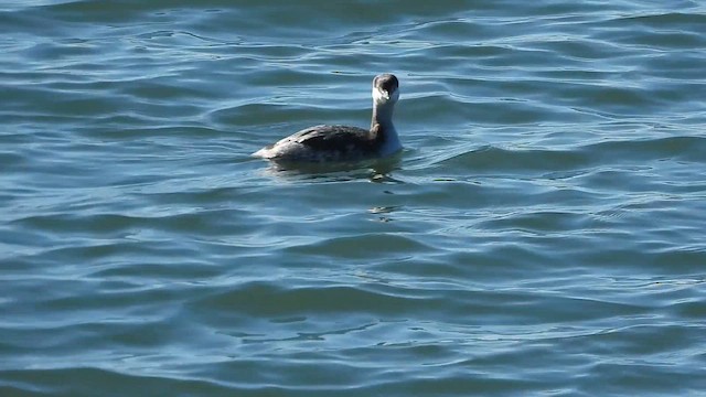 Красношейная поганка - ML647838604