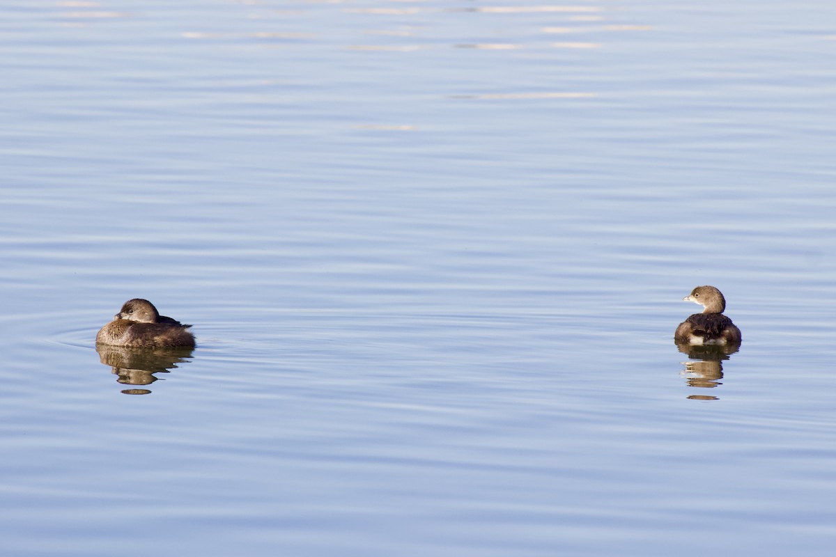 Pied-billed Grebe - ML647838614