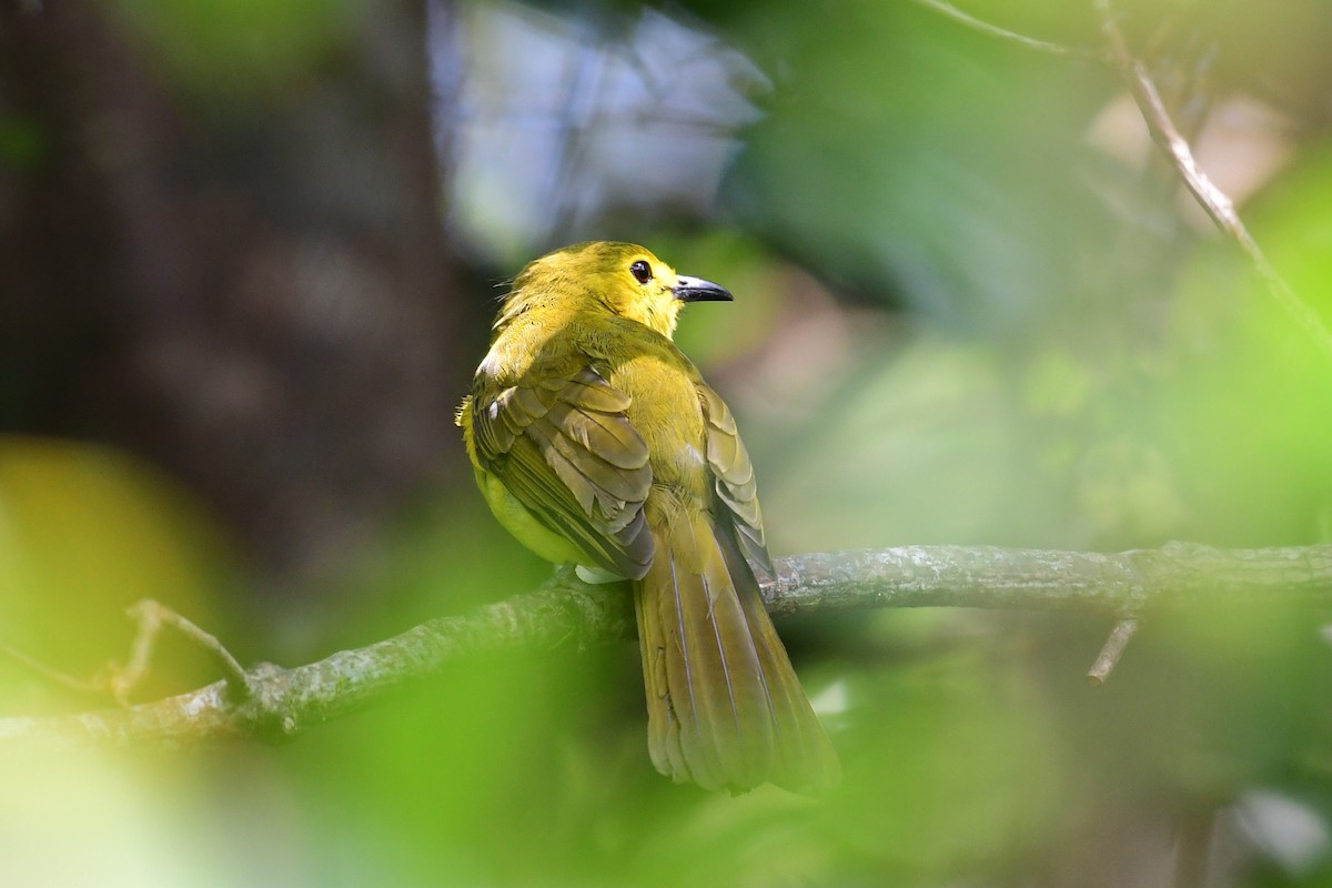 Yellow-browed Bulbul - ML647838615