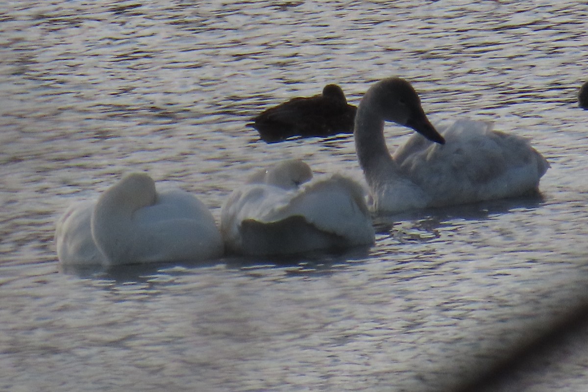 Beltxarga txistularia - ML647838624