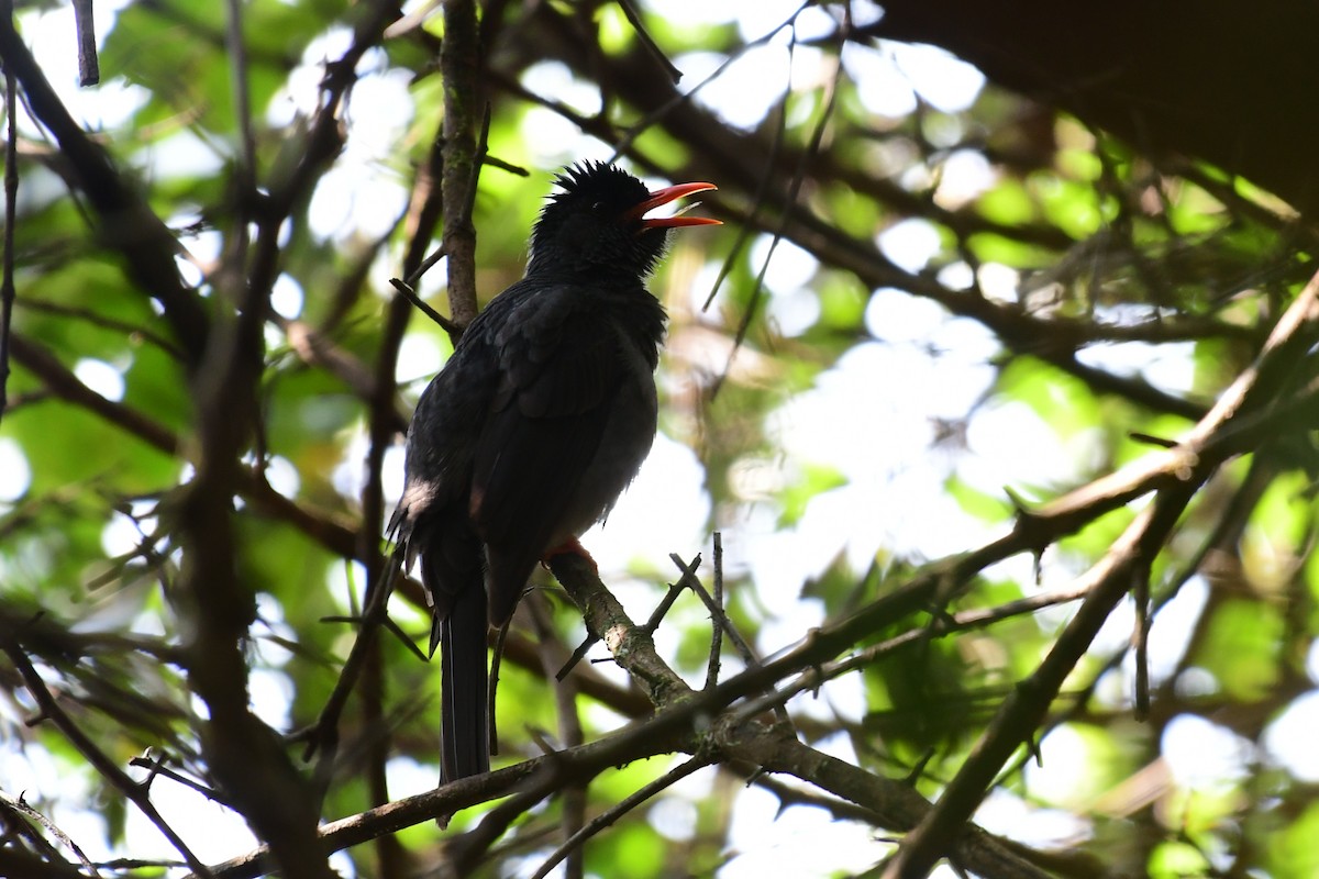Square-tailed Bulbul - ML647838627