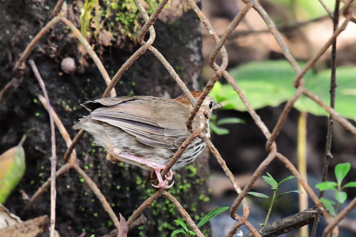 Puff-throated Babbler - ML647838641