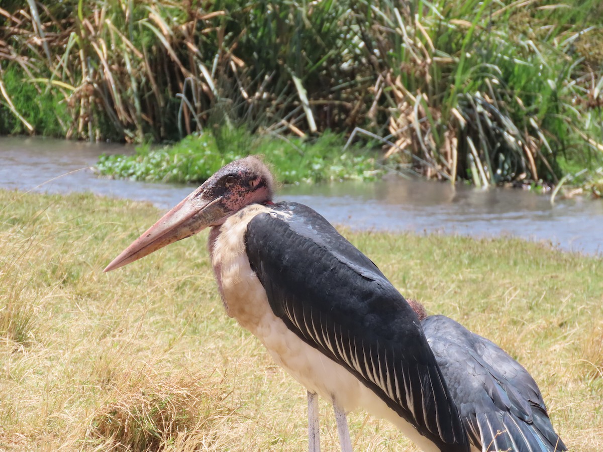 Marabu afrikarra - ML647838648