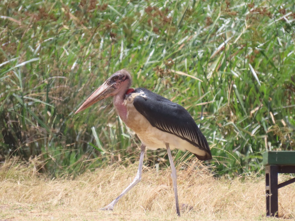 Marabu afrikarra - ML647838649